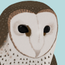 Tyto Novæhollandiæ's profile picture