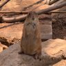 白ピクミン profil fotoğrafı