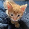 Фото профиля かわいいまめかわいいゆた