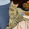 松こんちー profil fotoğrafı