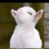 Spottedlamb's profile picture