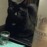 Фото профиля The Black Vodka Cat