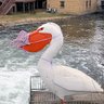 Disgruntled Pelican profil fotoğrafı