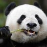 uncoolpanda's profile picture