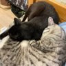 毛玉を見つめる会 的头像