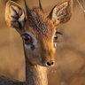 Фото профиля I Follow Back الهايم