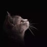 错误's profile picture