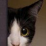 Profilbild von Peek-a-boo