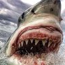 Shark Tooth's profile picture