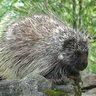 Porcupine Hoo 的头像