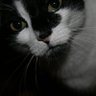 Profilbild von KokiCat