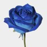 Profilbild von Kate Rose