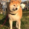こうめ💚's profile picture