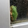 どらにゃんず@🐸🔪 profil fotoğrafı