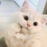 🇸🇦Hams's profile picture