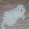 Profilbild von たぁにゃん 🐈 たると4歳🐈とれおる3歳🐈とりおん㊗️3歳🐈のえる㊗️2歳🐈の日常