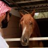 Фото профиля sami al mutairi
