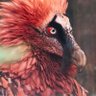 Dr. Bone-eating Vulture ™️ profil fotoğrafı