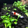 きぃてぃらぁ profil fotoğrafı