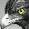 مصرى وافتخر بمصريتى's profile picture