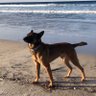 Profilbild von K9 Falo (Ret)