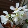 咲夜's profile picture