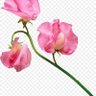 Фото профиля Elham
