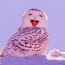 Lewdowl profil fotoğrafı