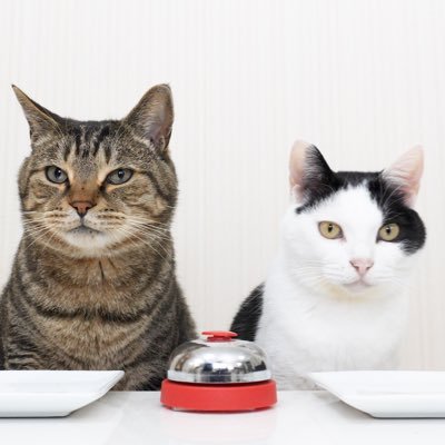 ねこナビ編集部's profile picture