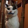 arabesukuhanekonouta profil fotoğrafı
