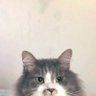 にゃんこ profil fotoğrafı