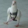 Profilbild von ScamLikely