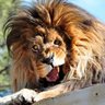 maistabedo's profile picture