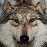 Profilbild von Ookami #SaveRedWolves ||*|| 🍀