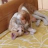 Cat Lover profil fotoğrafı