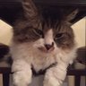 アッコちゃん 的头像