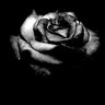 Recep Kaynak's profile picture