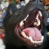Фото профиля Little Black Devil dog. .The Political Pup