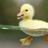Ducky Duck's profile picture