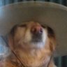 Profilbild von Kitkatpatywhack