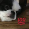 ポンコツお味噌味's profile picture