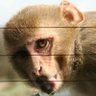 Monkey Bones𓅿 profil fotoğrafı