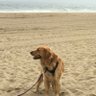 TeddythePooh's profile picture