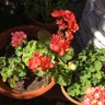 La Jardinera Fiel profil fotoğrafı