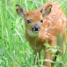 Фото профиля Fawnstalker