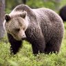 Profilbild von BrownBear