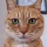 Profilbild von アカシアはちみつ膝栗毛しっとりタイプ