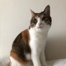 ねこ山にゃん子(mike) 的头像