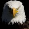 bigbaldjohnny eagle ็ๅคดๅ