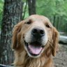smilecody profil fotoğrafı